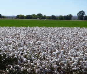 Cotton Field Near Salem